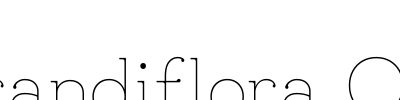 Grandiflora One